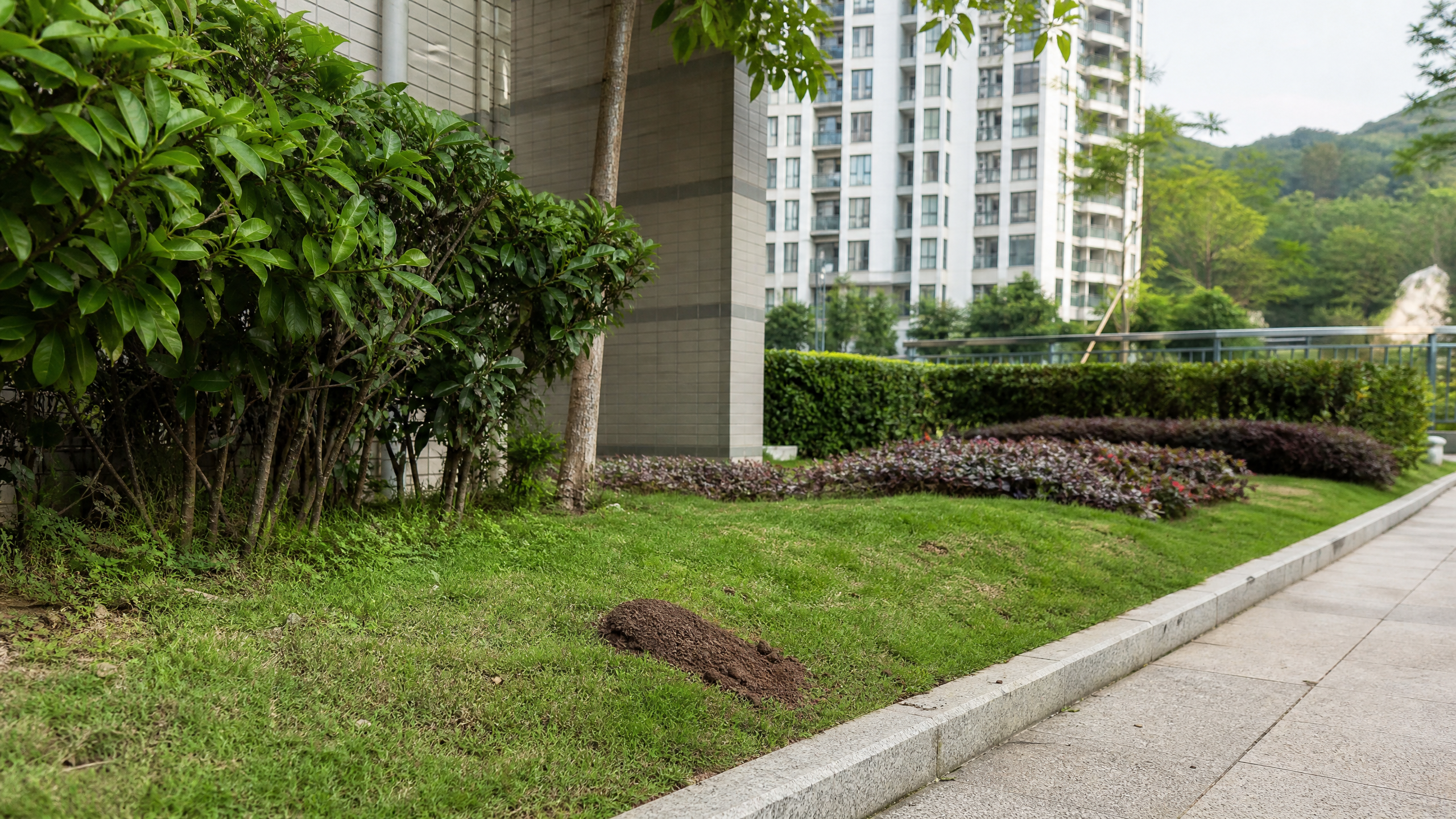 香港紅火蟻處理：現場處理與評估情境