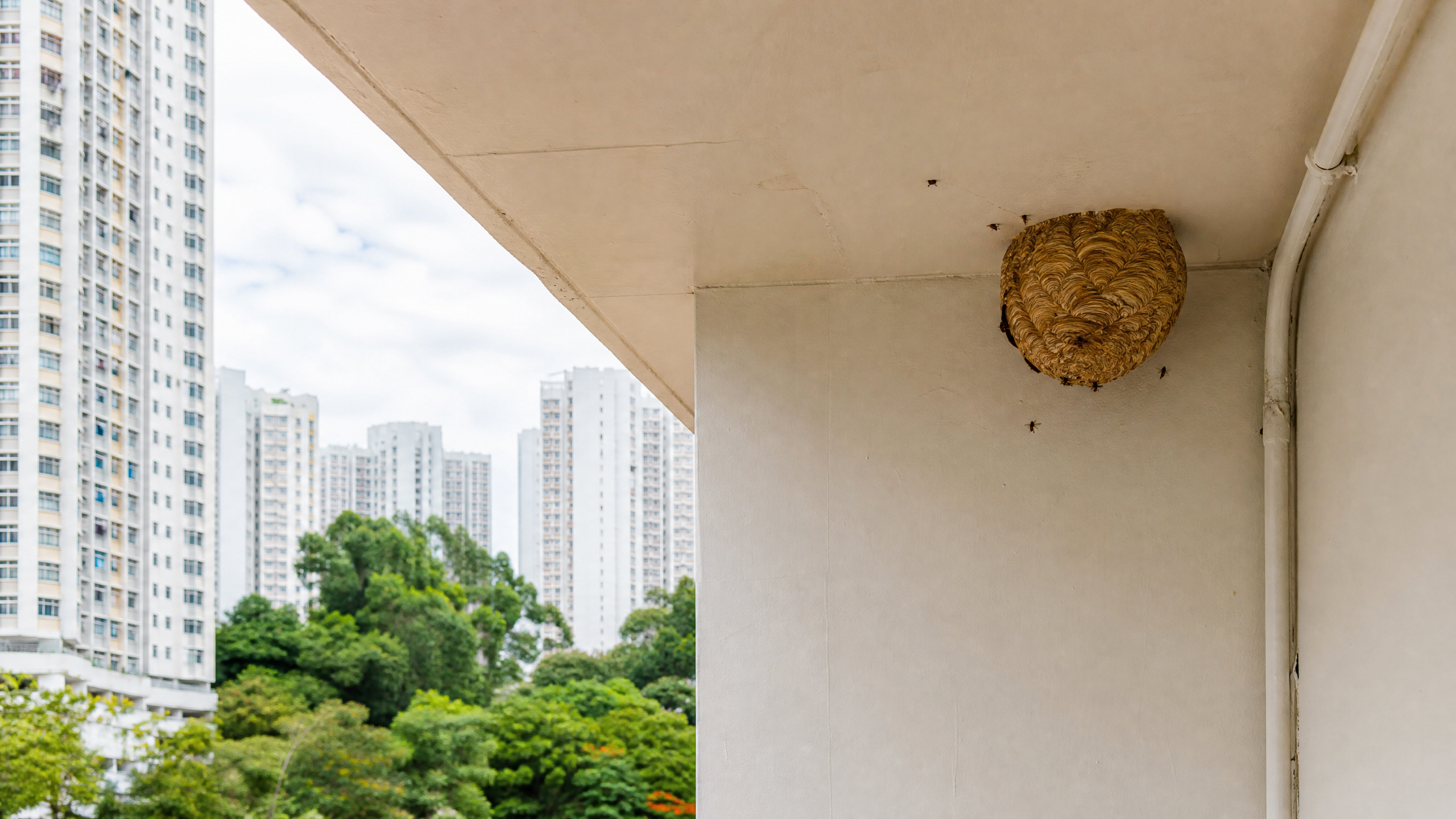 香港黃蜂巢處理：現場處理與評估情境