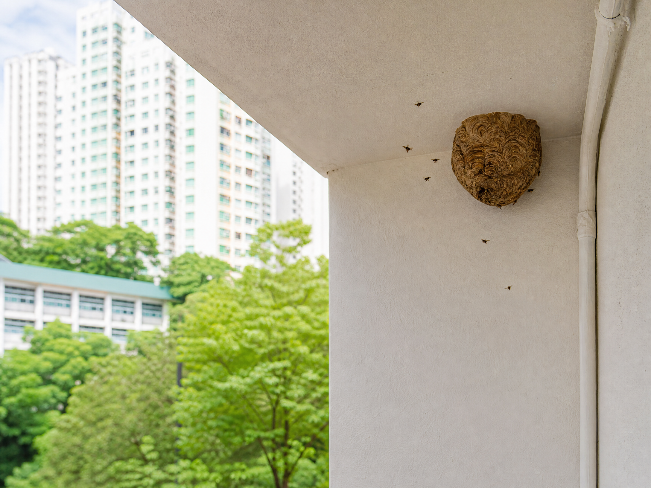 香港黃蜂巢處理：現場跡象檢查情境