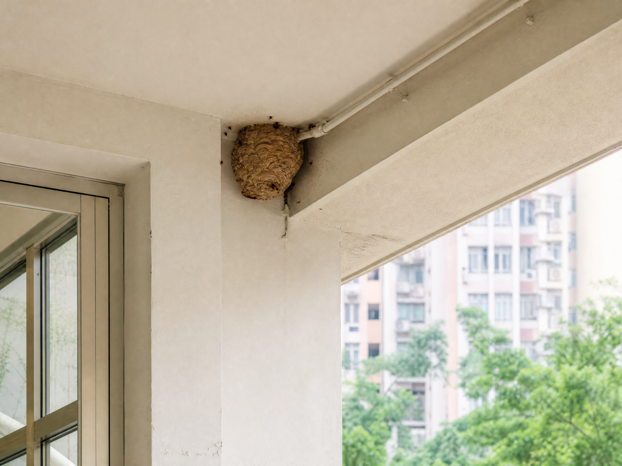 香港黃蜂巢處理：場所環境與可能成因檢視情境