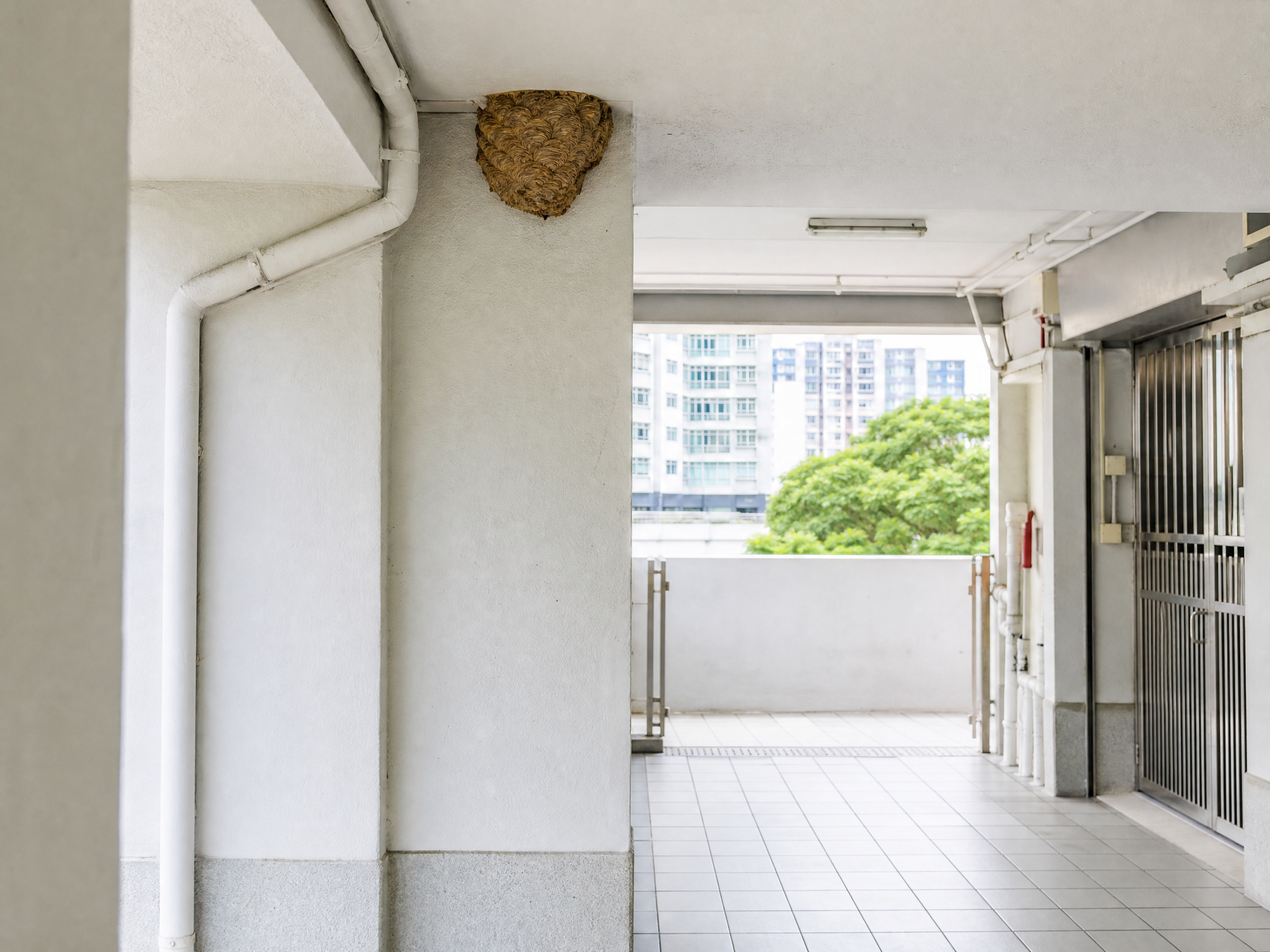 香港黃蜂巢處理：日常預防與環境管理情境