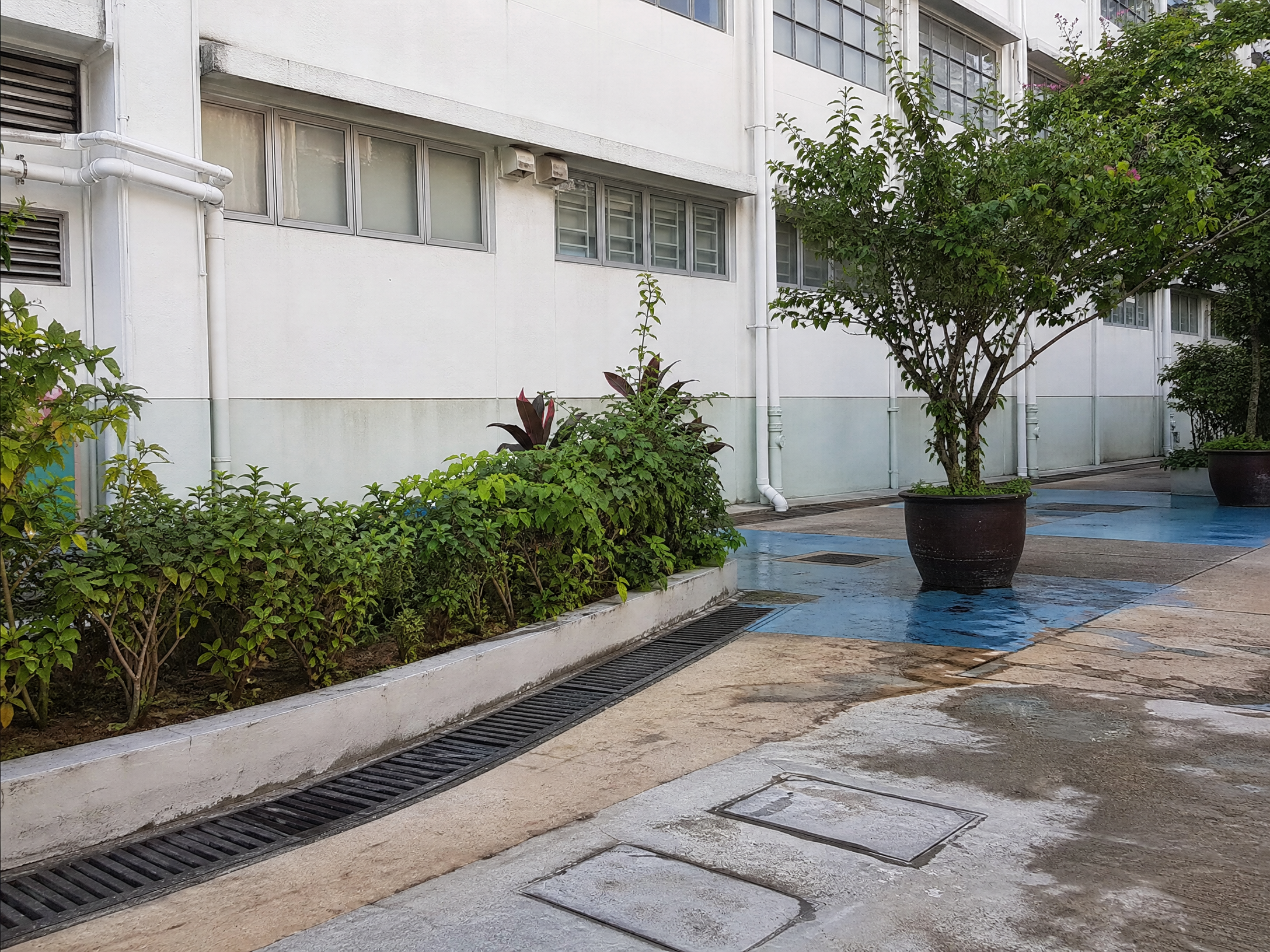 香港中學滅蚊：場所環境與可能成因檢視情境