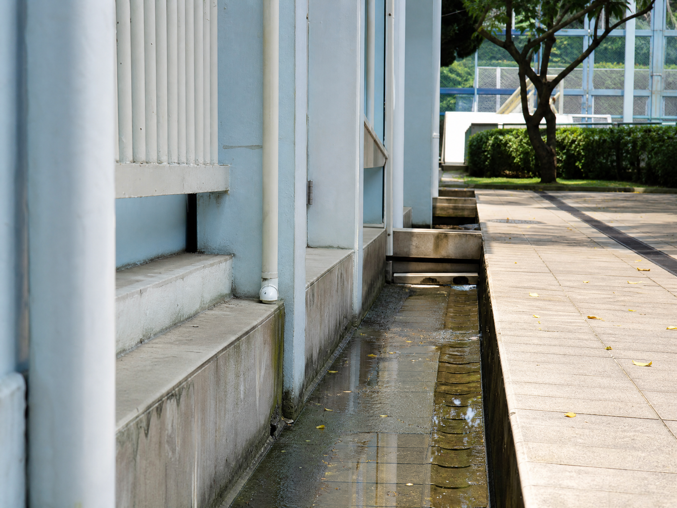 香港校園蚊患處理：現場跡象檢查情境