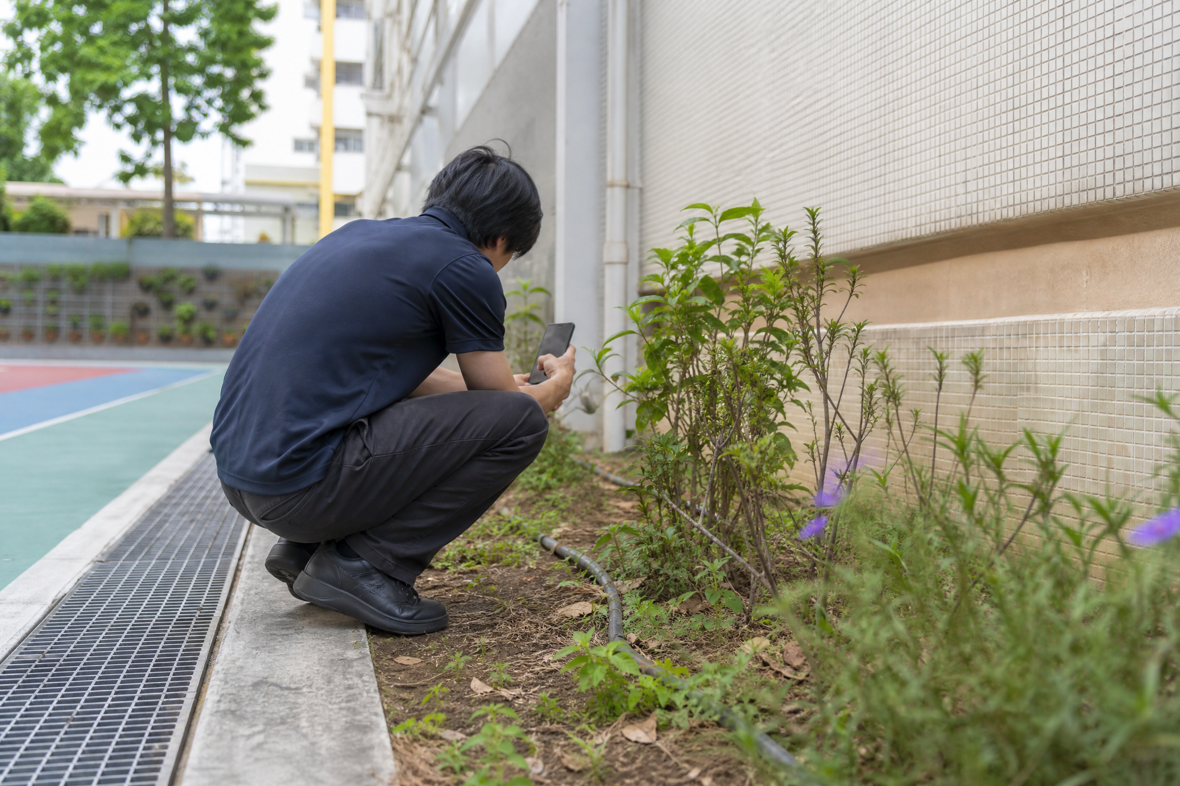 香港校園蚊患處理：WhatsApp查詢及服務安排情境